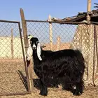 عارضي صنف
