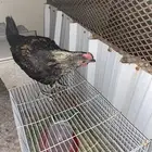 في الفردانيه الدجاج عل السوم جمله و تفريد