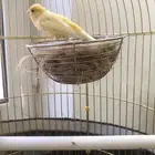 ذكر كناري