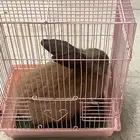 ارنب ذكر بلدي منتج