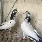 طبه جوانسر أساس شرط مطيار