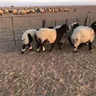 هرافى نعيم بريه