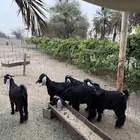 تيوس عوارض مخصى