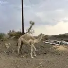 حاشي قعود فل شحم