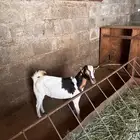 السلام وعليكم