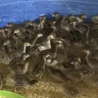 للبيع صوص دجاج حبشي