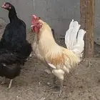 ديكه شرط صح ونظافه