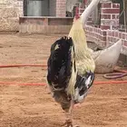 ديك فرنسي