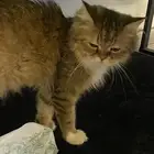 بسة بيوت نظيفه جدا  ولعوبه وهاديه جدا