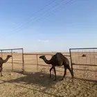 حشو اعمارها حول 8شهور 7قعدان وبكرا وحده
