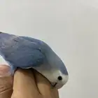 روز