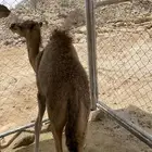 بكره للبيع