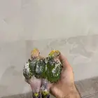 فرخين صن كنيور