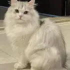 قطتين للتبني اخوان الشرط عدم التفرقه مع بعض مطعمين معقمين