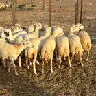 رخال رفيديات جذعات