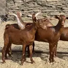 جفار دهم تأسيس مراح