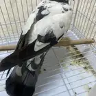 حمام