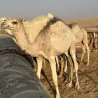 قعود العدد2