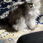 غير معقمه  عمرها 4 سنوات تقريبا