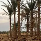 جذع نخل البيع من 4 متر الى 12 متر