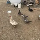 بط بلدي الموقع بيشة
