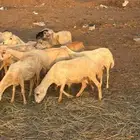 40 ضان رفيدي الحد 650