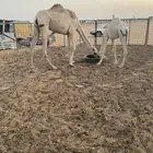 عشراء شقحى ثنيه