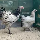 يراهما كولمبي بيور