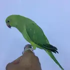 فرخ دره اليف