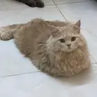 قط ذكر لتبني