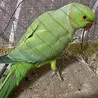 ذكر دره للبيع  الموقع بيشة