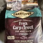 أكل قطط المعقمه