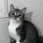 قطط للتبني