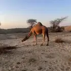 ناقه حمرا عكشاء