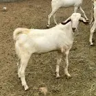 تيس بيشي للبيع