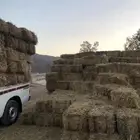 تبن قمح