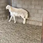 طلي فحل حري حرش
