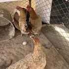 دجاج