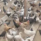 جميد بلدي