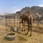 بكره حقه صفرا