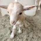 تيوس قزمية صغيرة