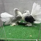 حمام رقاص امريكي
