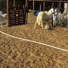 الشميسي طريق الخواجات