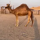 للبيع ناقه حايل طيبه