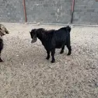 تيس فحل للبيع ادغس عمره سنه