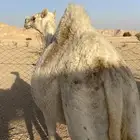 بكره وضحاء عمرها سنه ونص