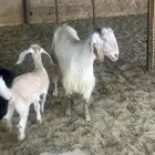 عنز والد