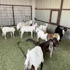 حفار وتيس للبيع