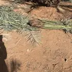 فسائل اخلاص نخل من اشيقر شرط