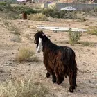 تيس فحل مشروط